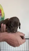 Pink, a female German Shorthaired Pointer for sale in Ball Ground, GA – 4 of 5
