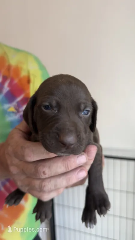 Yellow – German Shorthaired Pointer puppy for sale in Ball Ground, GA