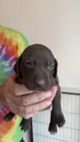 Yellow, a female German Shorthaired Pointer for sale in Ball Ground, GA – 1 of 3