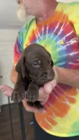 Dark Green, a male German Shorthaired Pointer for sale in Ball Ground, GA – 1 of 4