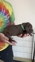 Dark Green, a male German Shorthaired Pointer for sale in Ball Ground, GA – 4 of 4
