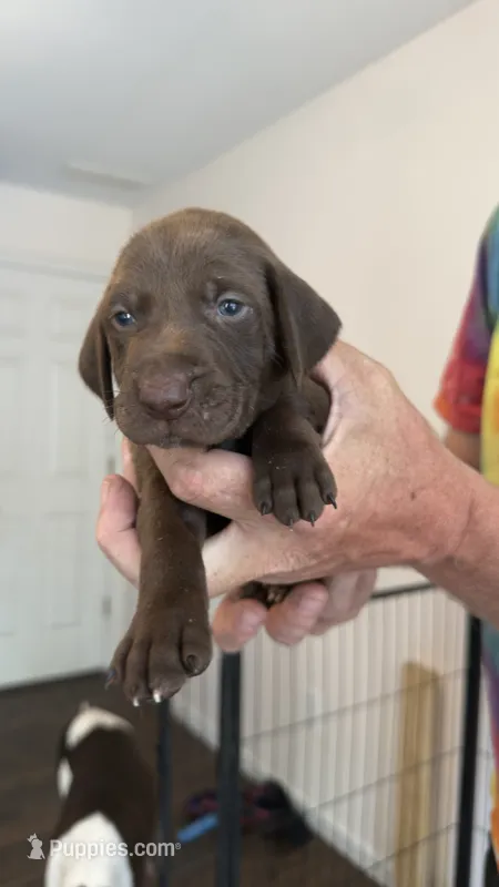 Red – German Shorthaired Pointer puppy for sale in Ball Ground, GA
