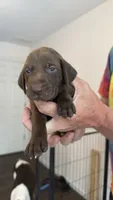 Red, a male German Shorthaired Pointer for sale in Ball Ground, GA – 5 of 5