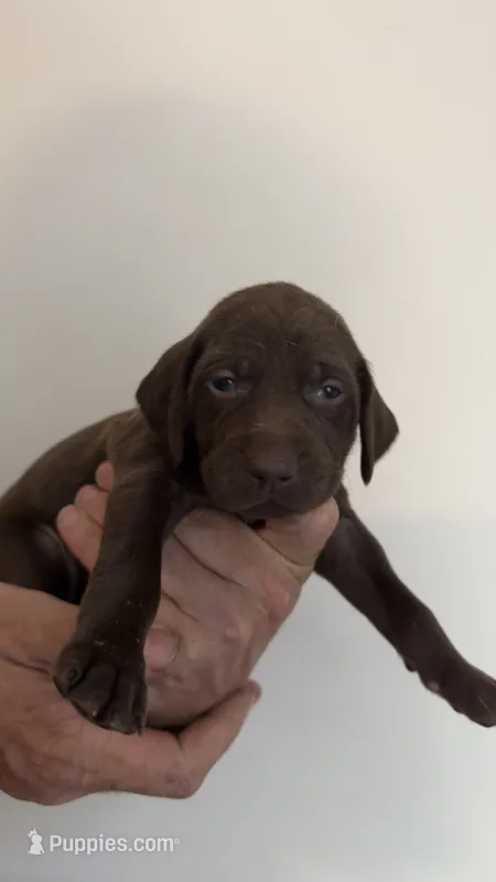 Light green – German Shorthaired Pointer puppy for sale in Ball Ground, GA
