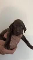 Light green, a female German Shorthaired Pointer for sale in Ball Ground, GA – 1 of 3