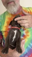 Red, a male German Shorthaired Pointer for sale in Ball Ground, GA – 1 of 5