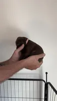 Pink, a female German Shorthaired Pointer for sale in Ball Ground, GA – 2 of 5