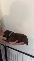 Light green, a female German Shorthaired Pointer for sale in Ball Ground, GA – 2 of 3