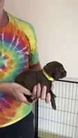 Yellow, a female German Shorthaired Pointer for sale in Ball Ground, GA – 2 of 3