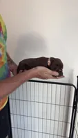 Pink, a female German Shorthaired Pointer for sale in Ball Ground, GA – 5 of 5