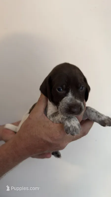 Purple – German Shorthaired Pointer puppy for sale in Ball Ground, GA