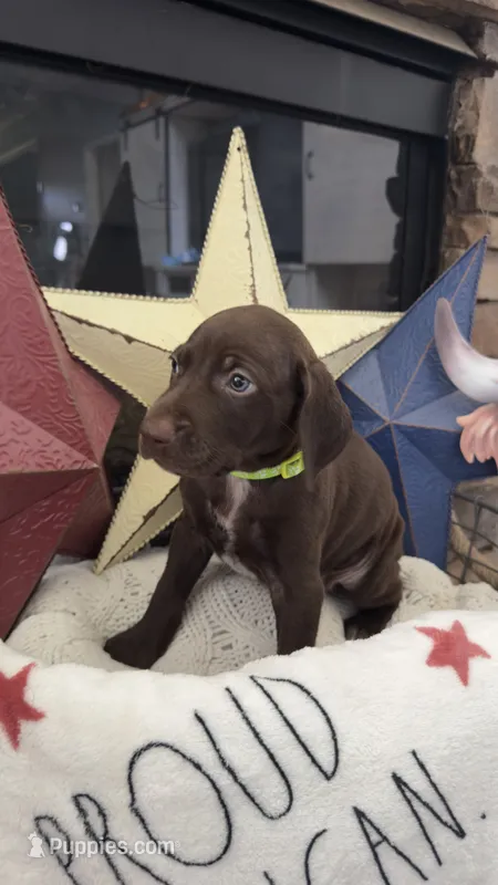 Yellow – German Shorthaired Pointer puppy for sale in Ball Ground, GA