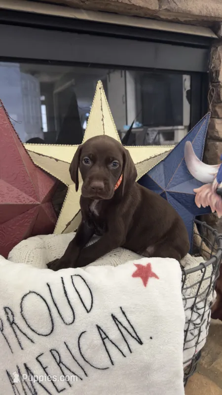 Orange – German Shorthaired Pointer puppy for sale in Ball Ground, GA