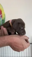 Pink, a female German Shorthaired Pointer for sale in Ball Ground, GA – 3 of 5