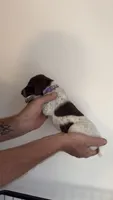 Purple, a female German Shorthaired Pointer for sale in Ball Ground, GA – 2 of 3