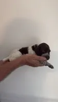 Purple, a female German Shorthaired Pointer for sale in Ball Ground, GA – 3 of 3