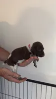 Dark pink, a female German Shorthaired Pointer for sale in Ball Ground, GA – 3 of 3