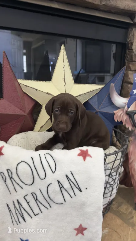 Pink – German Shorthaired Pointer puppy for sale in Ball Ground, GA