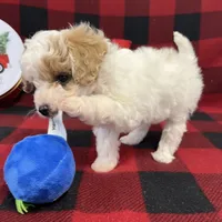Little Bingo, a male Miniature Goldendoodle for sale in Middlefield, OH – Photo 4 of 8