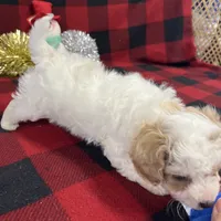 Little Bingo, a male Miniature Goldendoodle for sale in Middlefield, OH – Photo 7 of 8