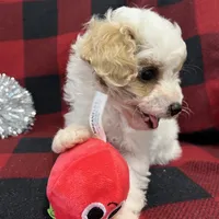 Little Bingo, a male Miniature Goldendoodle for sale in Middlefield, OH – Photo 8 of 8