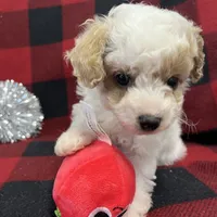 Little Bingo, a male Miniature Goldendoodle for sale in Middlefield, OH – Photo 1 of 8