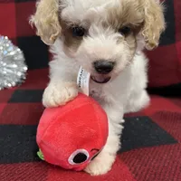 Little Bingo, a male Miniature Goldendoodle for sale in Middlefield, OH – Photo 5 of 8