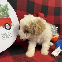 Little Bingo, a male Miniature Goldendoodle for sale in Middlefield, OH – Photo 6 of 8