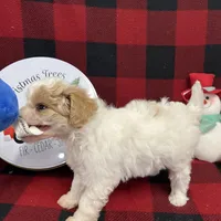 Little Bingo, a male Miniature Goldendoodle for sale in Middlefield, OH – Photo 3 of 8