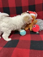 Little Bridget, a female Miniature Goldendoodle for sale in Middlefield, OH – Photo 6 of 8