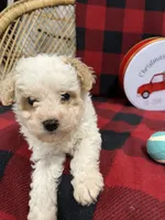 Little Bridget, a female Miniature Goldendoodle for sale in Middlefield, OH – Photo 8 of 8