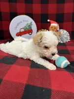 Little Bridget, a female Miniature Goldendoodle for sale in Middlefield, OH – Photo 2 of 8