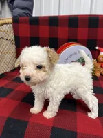 Little Bridget, a female Miniature Goldendoodle for sale in Middlefield, OH – Photo 1 of 8