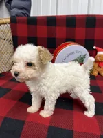 Little Bridget, a female Miniature Goldendoodle for sale in Middlefield, OH – Photo 5 of 8