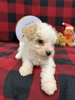 Little Bridget, a female Miniature Goldendoodle for sale in Middlefield, OH – Photo 4 of 8