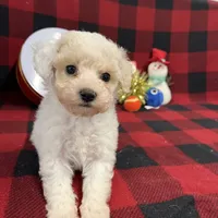 Little Brody, a male Miniature Goldendoodle for sale in Middlefield, OH – Photo 2 of 7