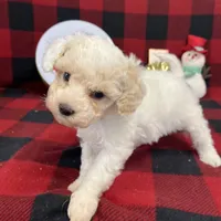 Little Brody, a male Miniature Goldendoodle for sale in Middlefield, OH – Photo 6 of 7