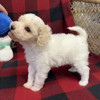 Little Brody, a male Miniature Goldendoodle for sale in Middlefield, OH – Photo 4 of 7