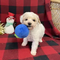Little Brody, a male Miniature Goldendoodle for sale in Middlefield, OH – Photo 1 of 7