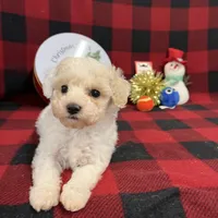 Little Brody, a male Miniature Goldendoodle for sale in Middlefield, OH – Photo 3 of 7