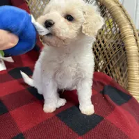 Little Brody, a male Miniature Goldendoodle for sale in Middlefield, OH – Photo 7 of 7