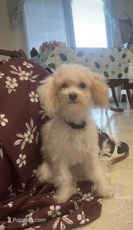 Little Brody – Miniature Goldendoodle puppy for sale in Middlefield, OH