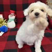 Little Brody, a male Miniature Goldendoodle for sale in Middlefield, OH – Photo 5 of 7