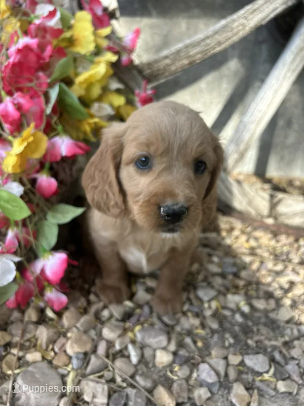 Cream Girl – Golden Cocker Retriever puppy for sale in Ephraim, UT