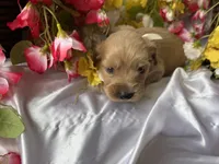 Cream Boy, a male Golden Cocker Retriever for sale in Ephraim, UT – 2 of 4