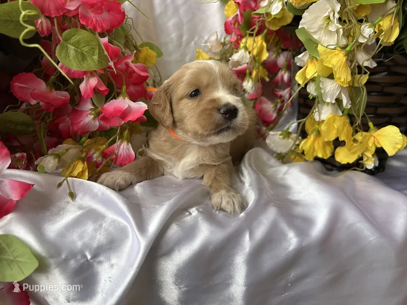 Orange Girl – Golden Cocker Retriever puppy for sale in Ephraim, UT