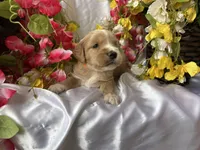 Orange Girl, a female Golden Cocker Retriever for sale in Ephraim, UT – 1 of 5