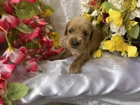 Cream Girl, a female Golden Cocker Retriever for sale in Ephraim, UT – 4 of 6