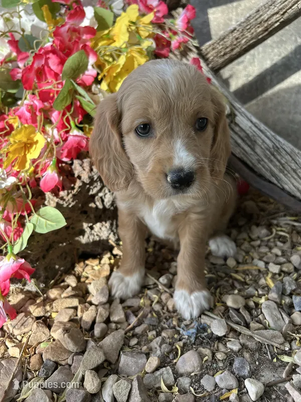 Orange Girl – Golden Cocker Retriever puppy for sale in Ephraim, UT