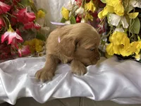 Lavender Girl, a female Golden Cocker Retriever for sale in Ephraim, UT – 2 of 5